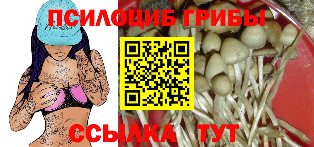 Галлюциногенные грибы Psilocybe  Муравленко  Галлюциногенные грибы Psilocybine cubensis 